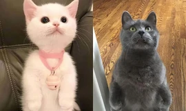 Mèo đứng bằng hai chân