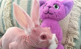 Chú thỏ không lông màu hồng