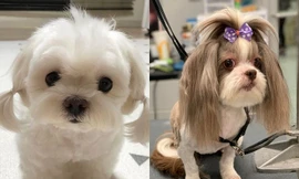 Làm đẹp cho boss