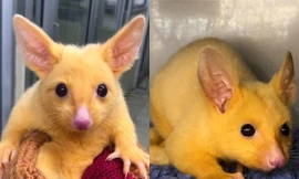 Pikachu là có thật