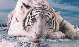 Ảnh ghép ngộ nghĩnh