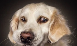 Khoảnh khắc khó đỡ của đại boss