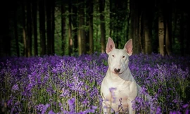 Gặp gỡ Claire - em cún có niềm đam mê chụp ảnh với hoa