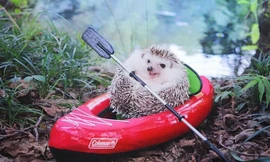 chú nhím Azuki nổi tiếng mạng xã hội