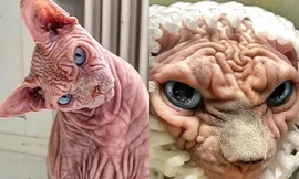 Chú mèo ngoài hành tinh