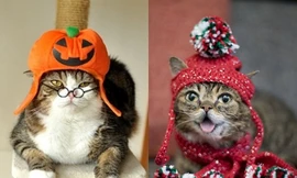 Những chú mèo nổi tiếng thế giới