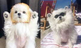 Cặp đôi chó quý tộc nổi tiếng mạng xã hội