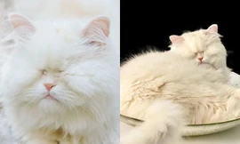 Cô mèo mù ba tư nổi tiếng mạng xã hội