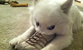 Khẩu trang mỏ vịt phiên bản thú cưng