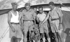 Chiến binh gấu Wojtek khi còn nhỏ tại Quân đoàn II Ba Lan