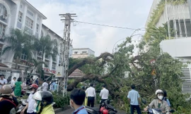 Cây đổ đè nhiều người trước cổng trường ở TPHCM 