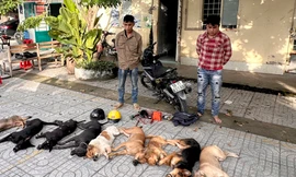 Bắt băng trộm chó ném ớt bột vào công an 