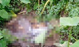 Phát hiện bộ xương người trong lùm cây ở vùng ven TPHCM 