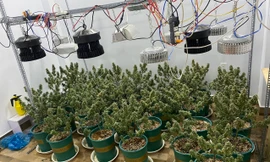 Phát hiện 'vườn' cần sa và súng đạn trong nhà của hai thanh niên ở TPHCM 