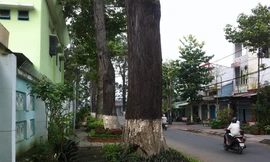 Cây và bồn hoa chiếm hết vỉa hè