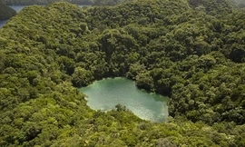 Hồ sứa nước mặn tuyệt đẹp ở Palau