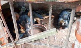 Chủ đàn chó cắn bé trai tử vong: 'Tôi rất ân hận'