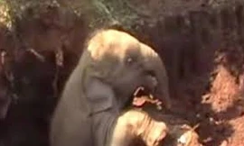 [Video] Cứu sống hai chú voi con ở Sri Lanka bị kẹt dưới hố đất