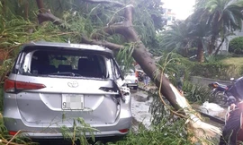 Hà Nội mưa như trút nước, gió quật đổ hàng loạt cây xanh