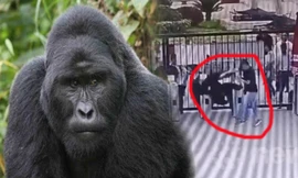 Tinh tinh sổng chuồng tung cước đá bay người như trong phim chưởng