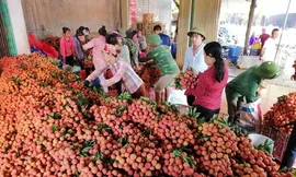 400 chủ vựa Trung Quốc ồ ạt đổ sang, vải thiếu Bắc Giang trúng lớn