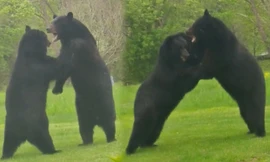Thích thú hình ảnh hai con gấu đen hỗn chiến như đang 'cãi nhau'
