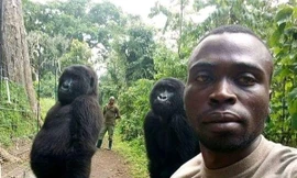 Lý giải bất ngờ phía sau bức ảnh khỉ đột selfie như người gây bão cộng đồng mạng