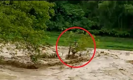 Đu ngọn cây, người đàn ông Thanh Hóa sống sót giữa dòng lũ cuồn cuộn