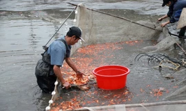 Làng nuôi cá chép đỏ Thuỷ Trầm hối hả trước ngày ông Công ông Táo