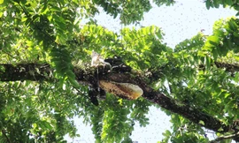 Một lít mật ong bán với giá 600 - 800.000 đồng