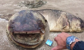 Kinh hoàng phát hiện cá trê khổng lồ với hằm răng sắc nhọn dạt bờ sông