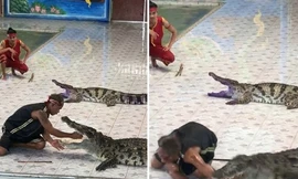 Cá sấu ngoạm gần đứt tay huấn luyện viên khi đang biểu diễn