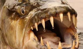 Huyền thoại về 'thủy quái' nước ngọt hung dữ nhất hành tinh