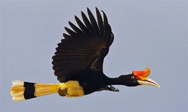 Vẻ đẹp huyền hoặc của loài chim quý có tên Phượng Hoàng Đất ở Tràng An