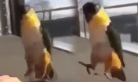 VIDEO: Thích thú với điệu nhảy điêu luyện như vũ công của chú vẹt
