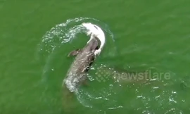 VIDEO: Xúc động cảnh cá heo mẹ nỗ lực đưa cá heo con đã chết đi cùng