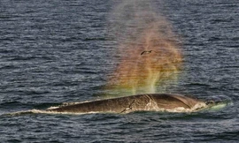 Ấn tượng khoảnh khắc cá voi 'phun ra' cầu vồng 