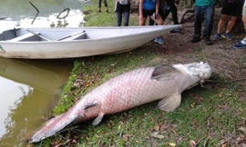 Kinh hãi phát hiện xác loài cá lớn nhất thế giới nổi trên hồ