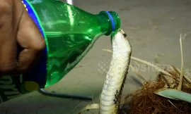 Video: Bất ngờ với cảnh rắn hổ mang chúa uống nước từ chai như người