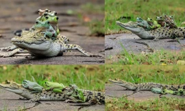 Sửng sốt cảnh ếch xếp hàng trèo lên lưng cá sấu