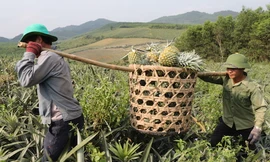 Dứa rớt giá thảm chỉ 3.000 đồng một kg