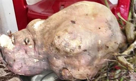 Thích thú với củ khoai lang “khủng” ở Vĩnh Long