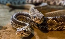 Sốc khi phát hiện 30 con rắn chuông ẩn nấp trong vườn nhà