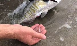Sửng sốt chứng kiến cảnh cá đẻ con trên tay người