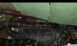 Kinh ngạc cảnh kì đà hồi sinh sau khi bị trăn 'khủng' nuốt chửng