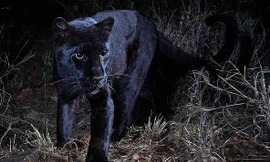 Phát hiện báo đen siêu hiếm gặp trong vòng gần 1 thế kỉ ở Châu Phi 