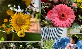 SAO VIỆT MÙNG 2 TẾT: 'Ngất ngây' với vườn hoa Tết của MC Phan Anh