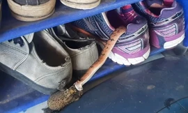 Kinh hãi phát hiện rắn lớn thò đầu từ chiếc giày trong nhà để bắt cóc