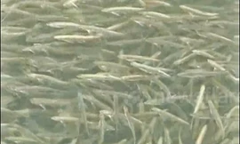 Hiện tượng cá hiếm gặp báo điềm bất ngờ ở Trung Quốc