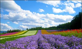 Những điểm đến không thể bỏ lỡ dịp Tết dương lịch 